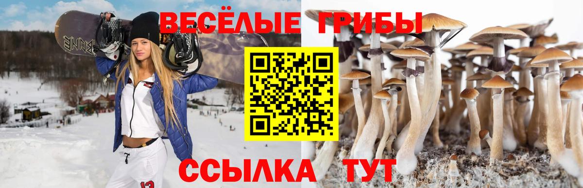 Псилоцибиновые грибы мицелий Тайшет