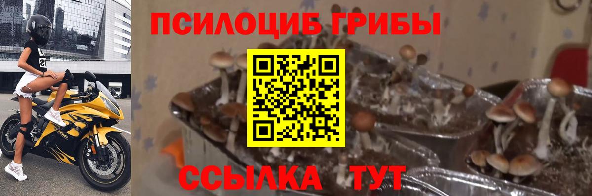 Тайшет  Галлюциногенные грибы Cubensis  Псилоцибиновые грибы GOLDEN TEACHER  Вход с VPN 
